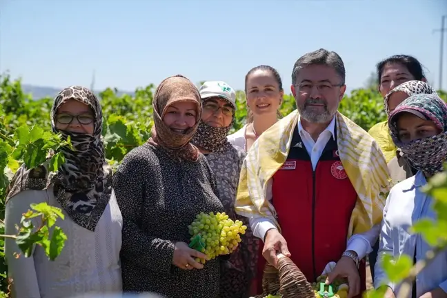 Tarım ve Orman Bakanı Manisa'da Sultani Üzüm Hasadına Katıldı