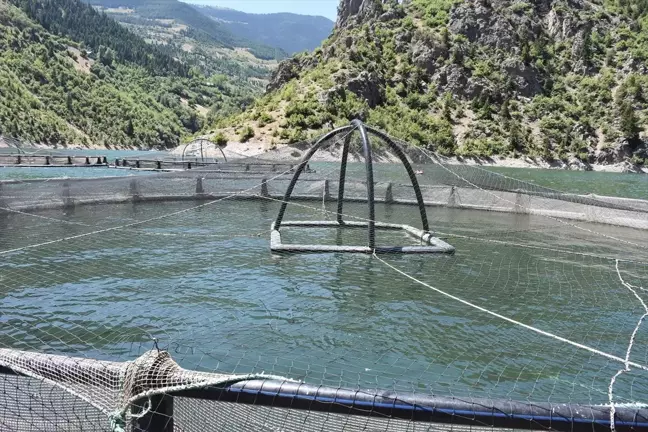 Gümüşhane'de Ayı Tekneye Çıktı