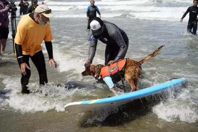 ABD'de Köpek Sörfü Şampiyonası Düzenlendi