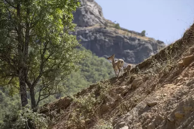 Tunceli'de koruma altındaki yaban keçileri ve yavruları görüntülendi