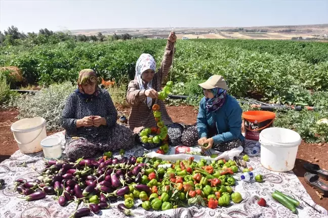 Gaziantep'te Kadın Çiftçilerden Kurutmalık Hasadı