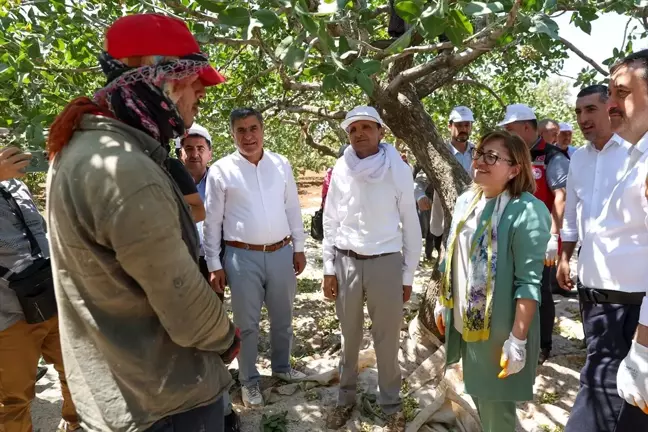 Gaziantep Büyükşehir Belediyesi, Fıstık Alımı Yapacak