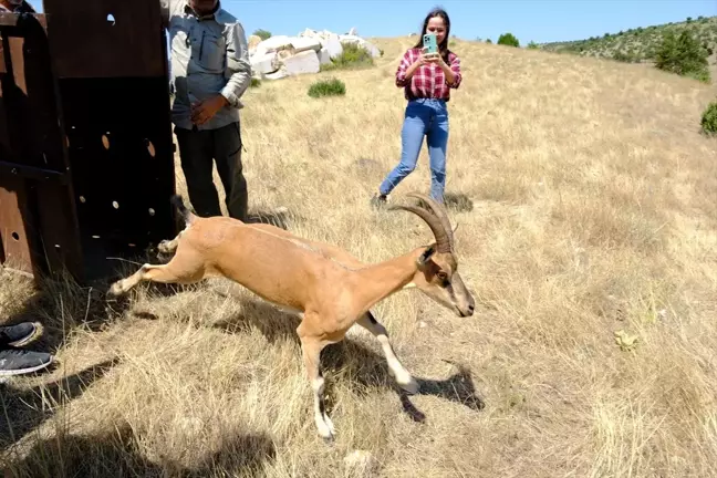 Yozgat'ın Aydıncık ilçesinde Kazankaya Kanyonu'na dağ keçileri bırakıldı