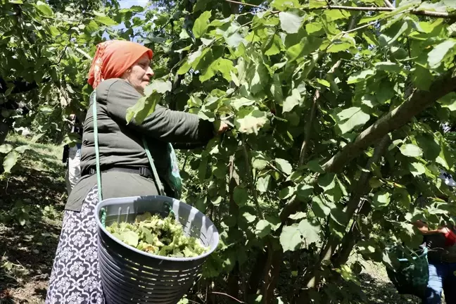 Trabzon'da Fındık Hasadı Başladı