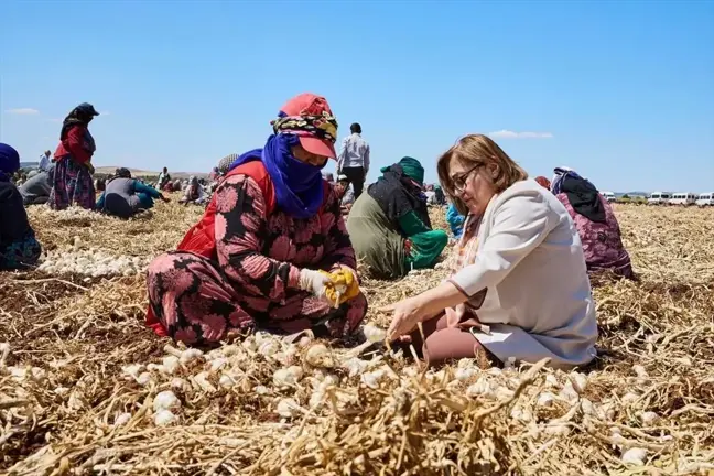 Gaziantep Büyükşehir Belediyesi, çiftçilerden aldığı ürünleri doğrudan tüketiciyle buluşturuyor