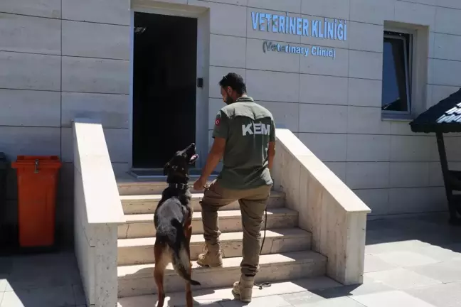 Gümrük Kaçakçılığı ile Mücadelede Dedektör Köpeklerin Rolü