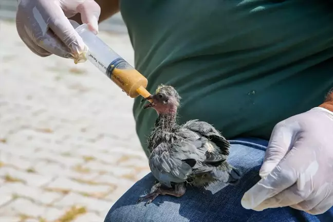 Van'da yıkılan metruk binadaki güvercin yavruları koruma altına alındı