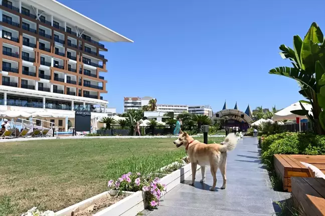 Alanya'da otel inşaatında bulunan köpek turistlerin ilgi odağı haline geldi