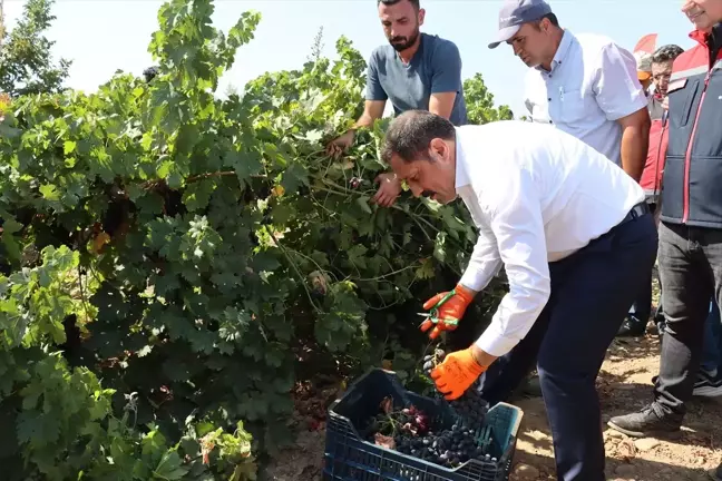 Hatay'ın Hassa ilçesinde üzüm hasadı başladı