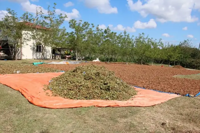 Kocaeli'de Fındık Hasadı Başladı