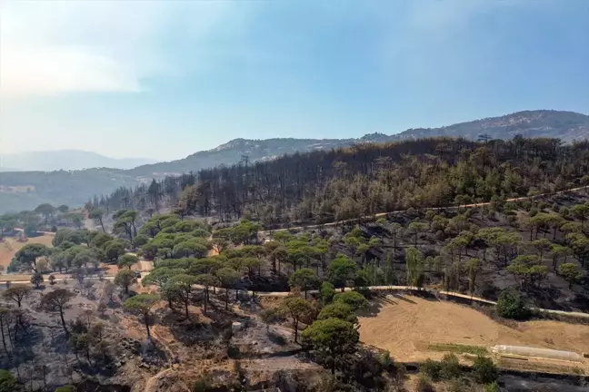 Aydın'da devam eden orman yangını havadan görüntülendi