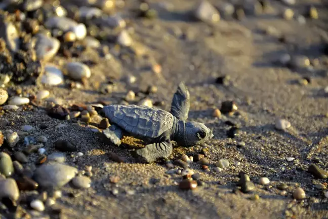 Akdeniz'de Caretta Caretta Yavruları Denizle Buluşuyor