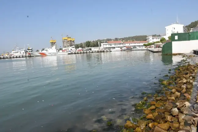 İzmir Bayraklı Sahilinde Ölü Balıklar Kıyıya Vurdu