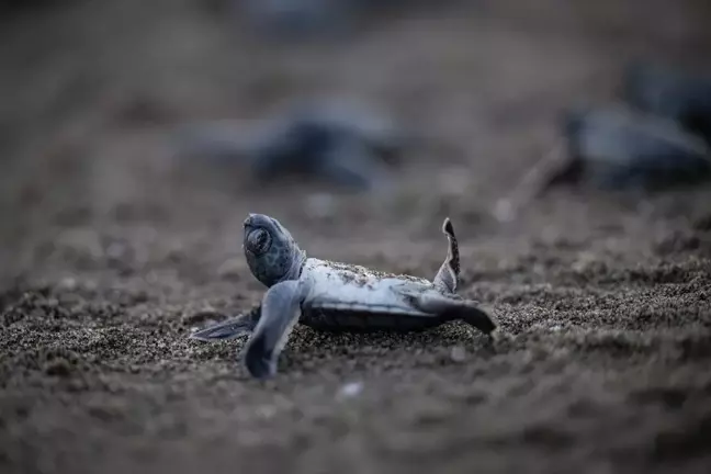 Akyatan Lagünü'nde Kaplumbağa Yavruları Denize Ulaşıyor