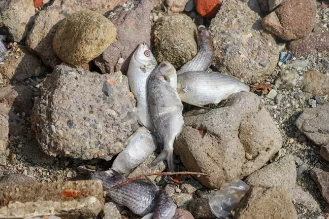 İzmir Körfezi'nde Balık Ölümleri ve Kötü Koku Sorunu Yayılıyor