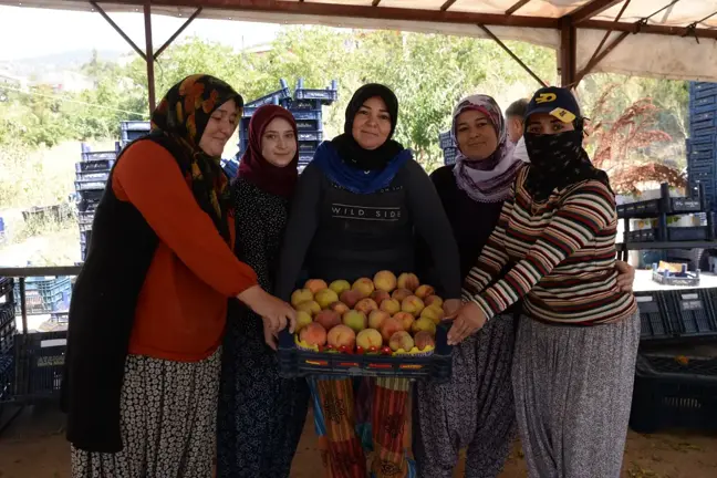 Mersin'de Şeftali Hasadı Başladı: 350 Bin Ton Rekolte Bekleniyor