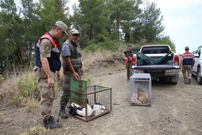 Hatay'da yaralı bulunan karaca ve 2 leylek doğaya bırakıldı