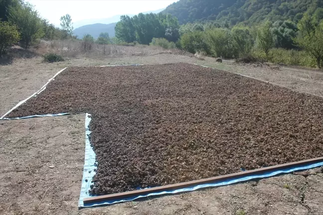 Bolu Mudurnu'da Fındık Hasat Şenliği Düzenlendi