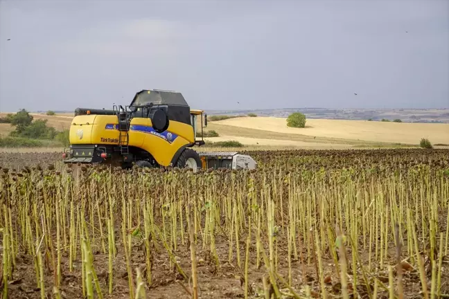 Edirne'de Ayçiçeği Hasadı Devam Ediyor