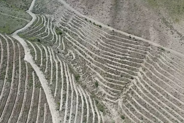 Iğdır'da teraslama yöntemiyle orman varlığı artırılıyor