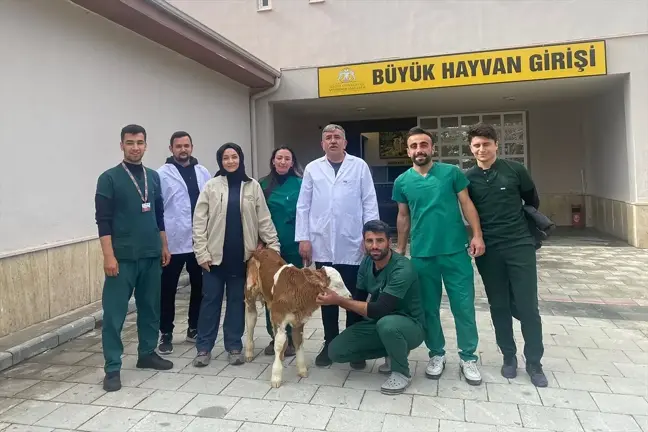 Selçuk Üniversitesi Veteriner Fakültesi Hayvan Hastanesi, Yaşamaz Olarak Değerlendirilen Buzağıları Hayatta Tutuyor