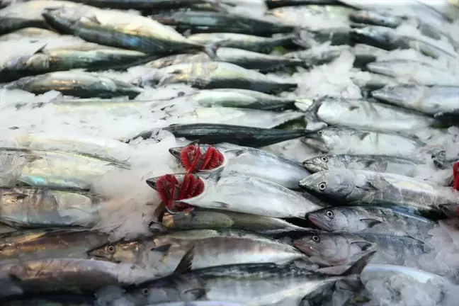 Ordu'da av yasağının sona ermesiyle balıkçılar tezgahları süslüyor