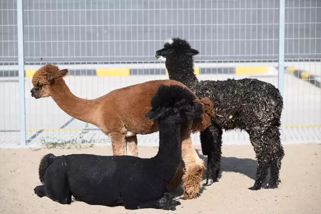 Pazarkule Sınır Kapısı'nda Cins Hayvan Kaçakçılığı Yapan Şüpheli Tutuklandı