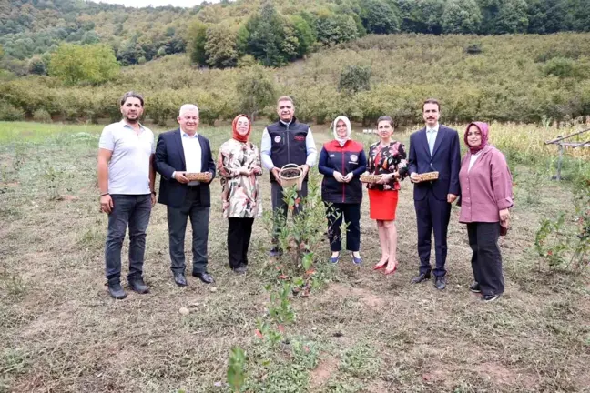 Düzce Valisi Selçuk Aslan, Aronya Hasadına Katıldı