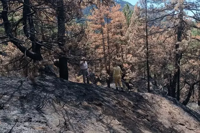 Bolu Göynük'teki yangın sonrası ağaçlandırma çalışmaları başladı