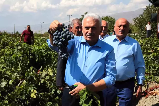 Binali Yıldırım Erzincan'da Cimin Üzümü Hasadına Katıldı