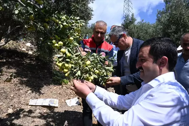 Hatay'ın Belen ilçesinde alıç hasadı yapıldı