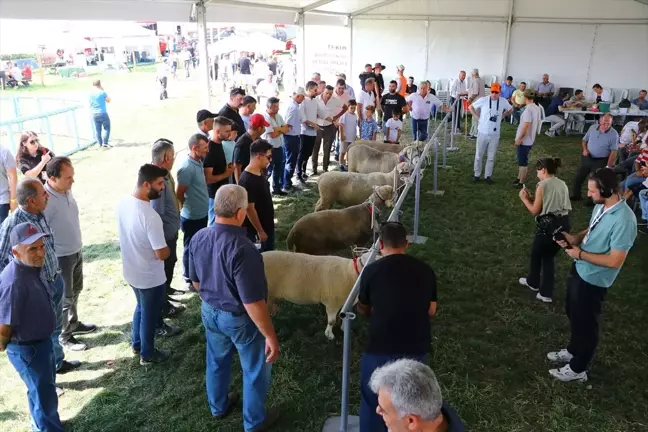 Tekirdağ'da Tarım ve Teknoloji Günleri Fuarı'nda Koç Güzellik ve Oğlak Yeme Yarışmaları Düzenlendi