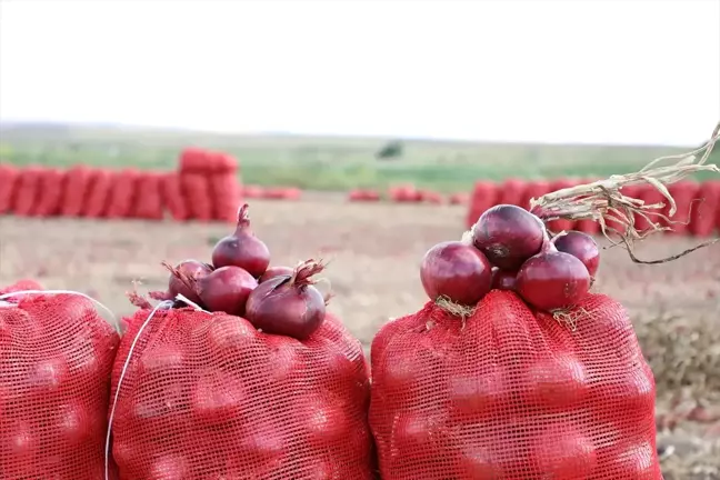 Alaca Mor Soğanı Hasat Edilmeye Başlandı