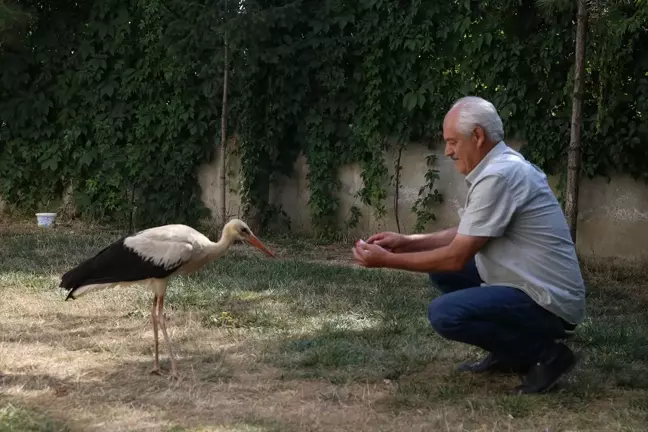 Kanadı Yaralanan Leylek Yavrusu Tedavi Altına Alındı