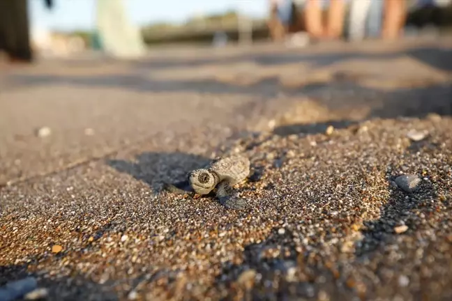 Antalya'da Caretta Carettaların Yuva Sayısı Rekor Seviyeye Ulaştı