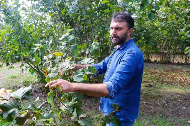 Fındık Üreticisi, Zarar Veren Kokarca Böceğine Şarkıyla Dikkat Çekti