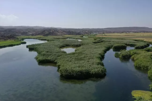 Iğdır'daki Karasu Sulak Alanı'nda Kuş Türü Sayısında Düşüş Tespit Edildi