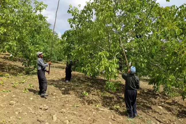 Kahramanmaraş'ta Ceviz İşleme ve Paketleme Tesisi Kuruldu