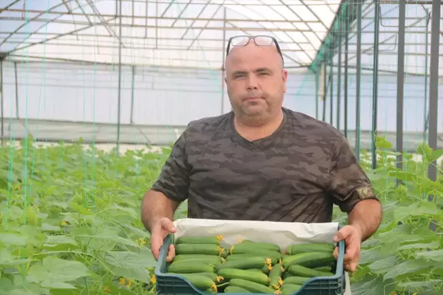 Aksu'da 40 Derecede İlk Salatalık Hasadı Ne Zor Şartlarda Gerçekleşti