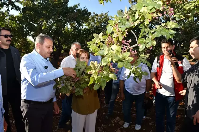 Şanlıurfa Valisi, Fıstık Hasadına Katıldı