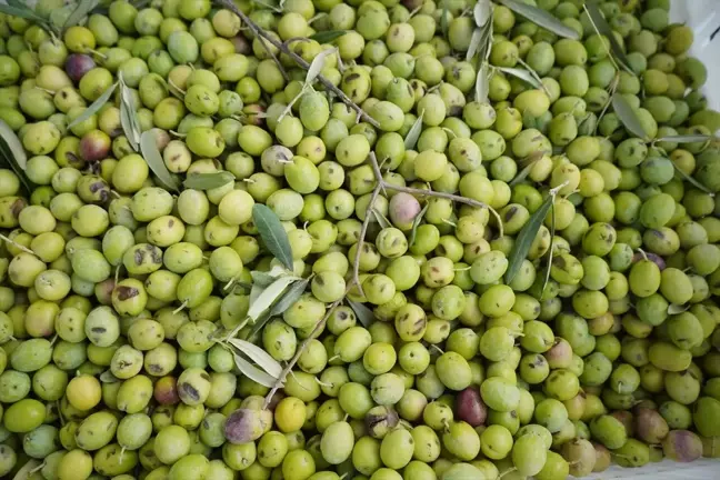 Ayvalık'ta Zeytin Hasadı Başladı: Rekor Üretim Beklentisi