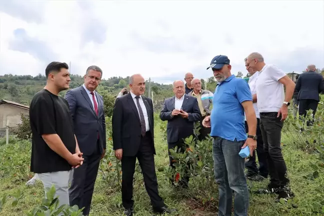 Ordu Valisi Muammer Erol, Aronya Üreticisini Ziyaret Etti