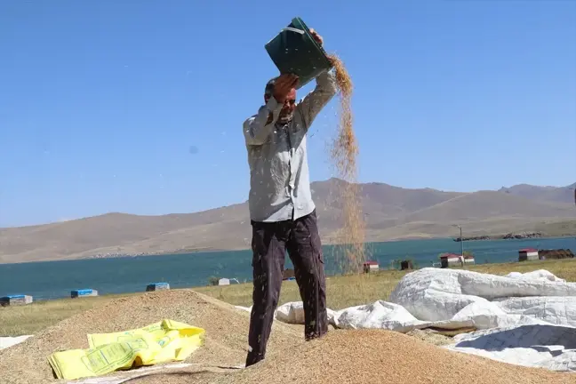 Ağrı'da Yüksek Rakımda Tarım Zorluğu: Çiftçiler Zamanla Yarışıyor