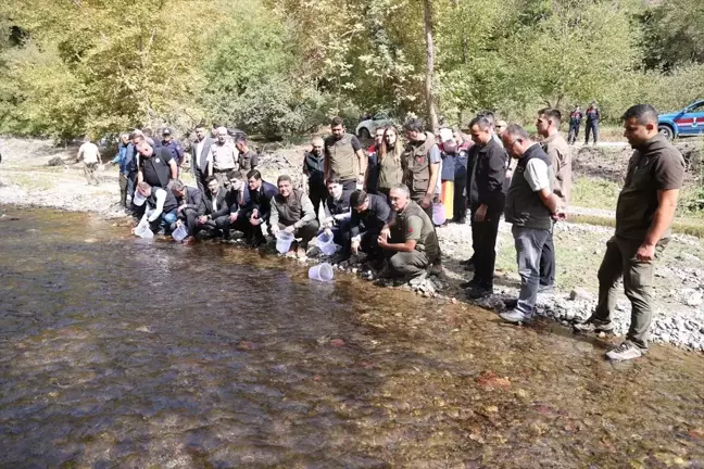 Düzce'de 15 Bin Kırmızı Benekli Alabalık Yavrusu Derelere Salındı