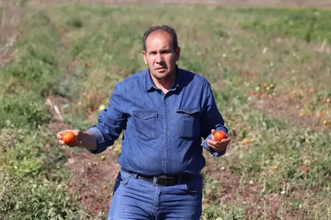 Ağrı'da Sebze Üretimi Artıyor: 18 Dekar Alanda Domates ve Biber Yetiştiriyor