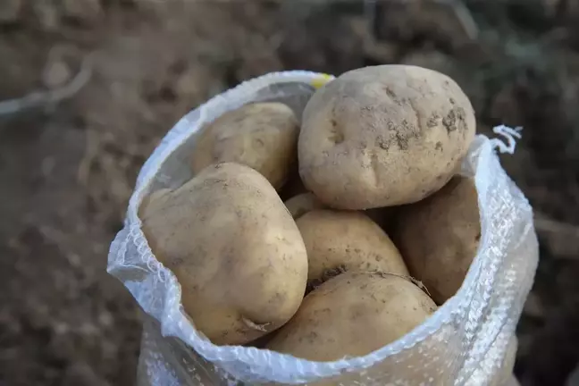 Tokat'ta Sarı Patates Rekoltesi 5 Bin Ton Olacak