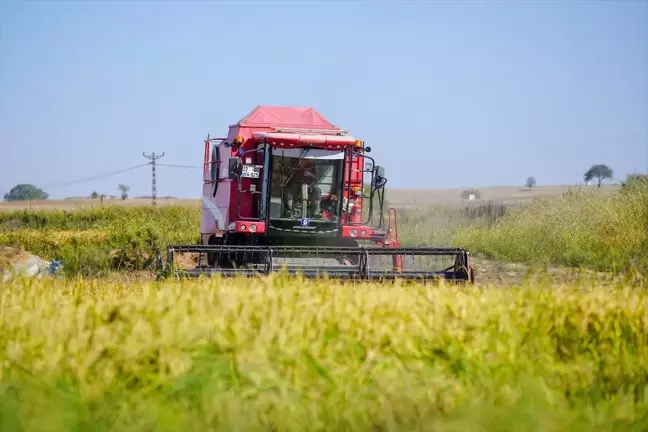 Edirne'de Çeltik Hasadı Devam Ediyor