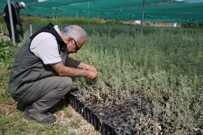 Eskişehir Orman Fidanlığı'ndan Kuraklığa Dayanıklı Tuz Çalısı Üretimi