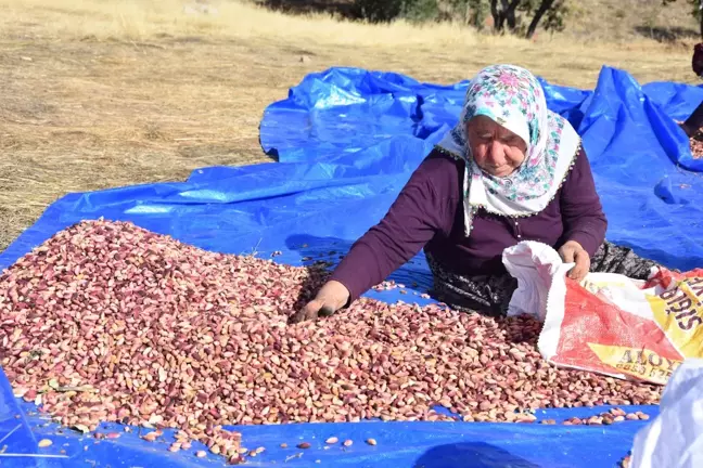 Sivas'ta Antep Fıstığı Üretimi Yaygınlaşıyor