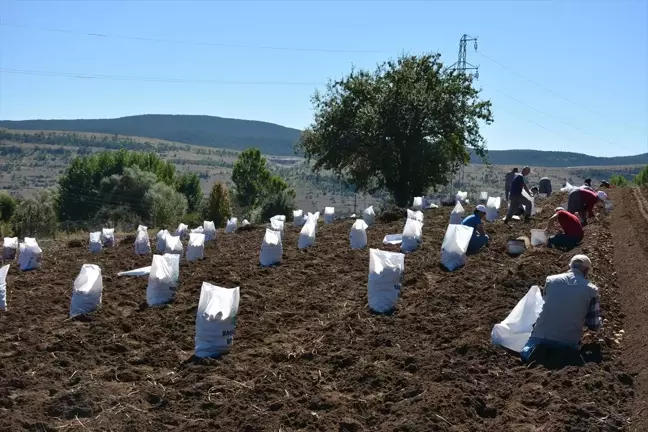 Tokat'ta Tescilli Başçiftlik Beyazı Patatesi Hasadı Başladı